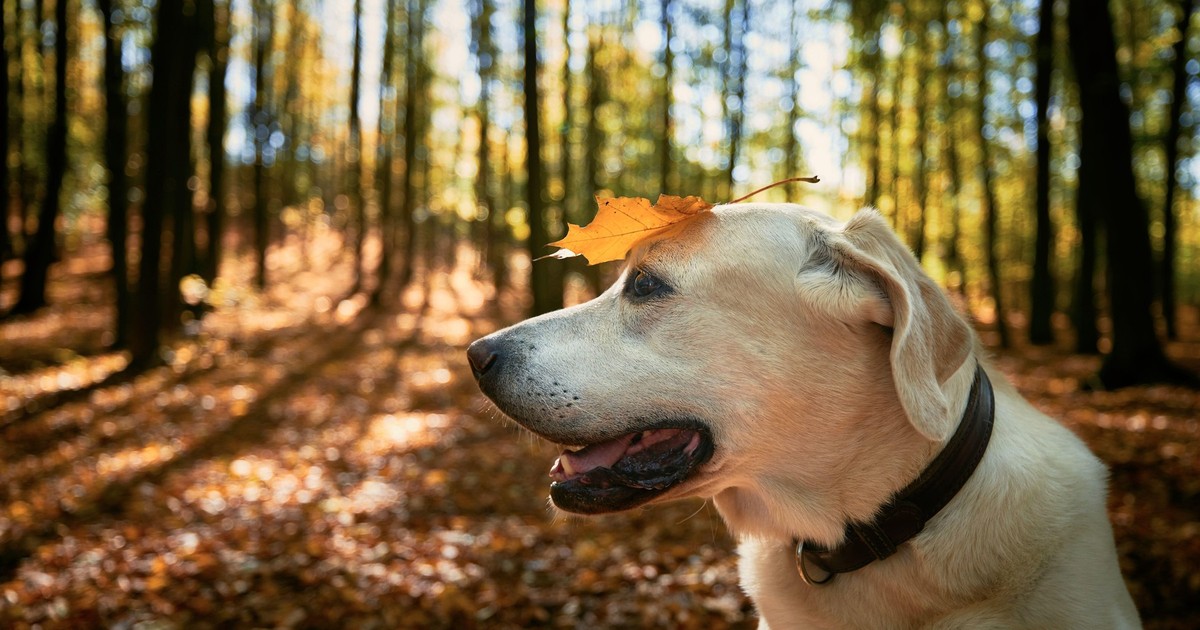 Imagine cu un câine care are o frunză pe cap și care se află într-o pădure