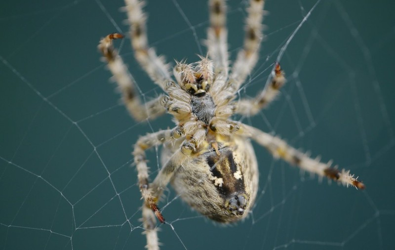 S-au lăsat înțepați de un păianjen "Văduva neagră", crezând că vor căpăta superputeri ca Spider Man. Cum s-a terminat totul