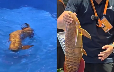 China a dezvăluit un robot subacvatic revoluționar, modelat după forma unui pește arowana aurie, care poate naviga autonom prin apă. Sursă foto X/ China Xinhua News