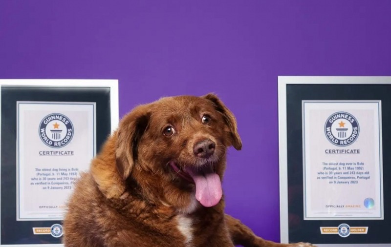 Bobi a fost deposedat de titlul de cel mai bătrân câine din lume. Guinness World Records spune că nu știe ce vârstă avea, de fapt, mastifful portughez