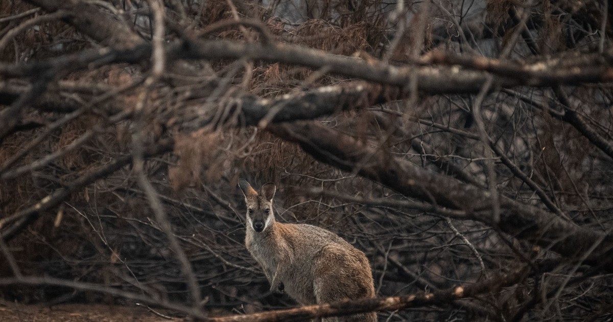 Ploile au stins incendiile din Australia