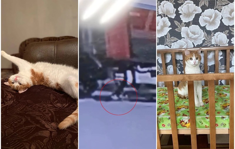 Scandal național în Rusia, după ce motanul Twix a fost aruncat din tren de o controloare și a murit în ger, la -30 de grade Celsius
