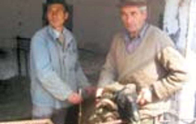 Am gasit rasa de oaie din balada 'Miorita'