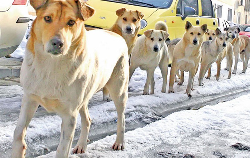 ALARMĂ! Feriţi-vă de maidanezi! Umblă în haite și sunt mai agresivi ca niciodată