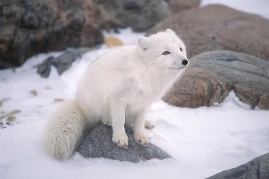 Vulpea arctica - animale care trăiesc la Polul Nord