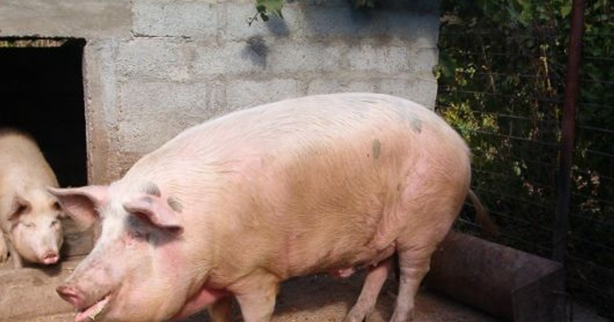 Pesta porcină africană, depistată în zeci de localități din 18 județe