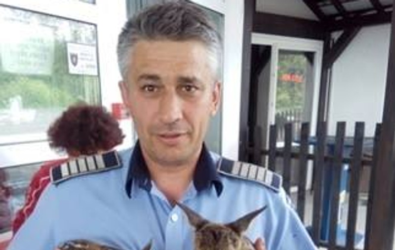 Doi pui de căprioară, salvați de polițist în județul Argeș. Puteau să fie sfâșiați de câinii vagabonzi