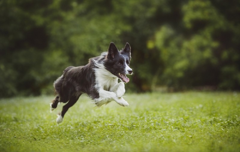 Border Collie – tot ce trebuie să știi despre această rasă