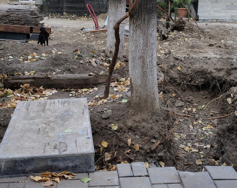 Au băgat excavatorul ca să facă șanțuri pentru gardul unei școli din București și au rupt rădăcinile a zeci de copaci