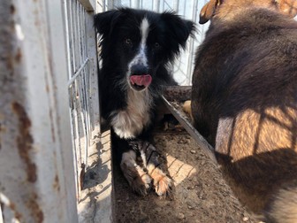 Imediat după ce a fost sterilizat pe viu, acest câine a fost pus înapoi în ţarc
