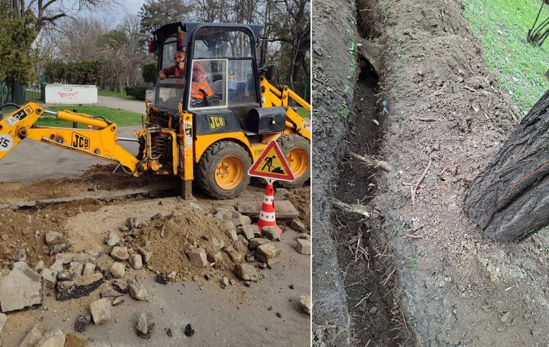 Muncitorii unei firme au intrat cu excavatorul în Parcul Carol din București și au tăiat rădăcinile a șapte copaci: „În bătaie de joc”