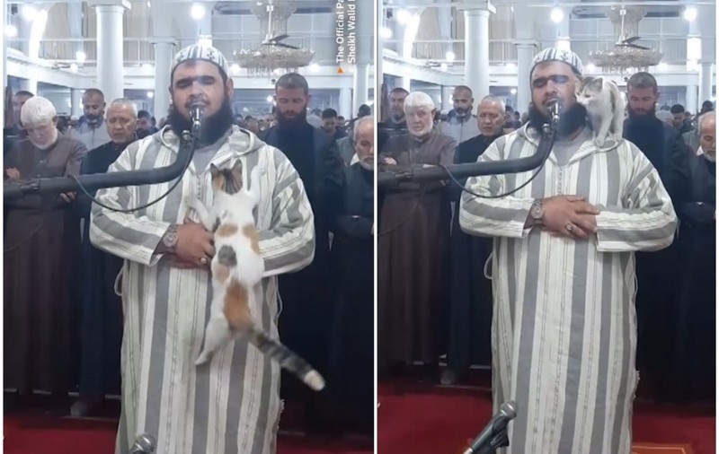 O pisică a sărit pe un imam, în timp ce acesta făcea rugăciunea de Ramadan