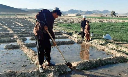 Un fermier afgan care cultivă mac în Helmand