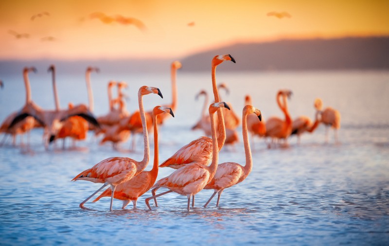 Pasărea flamingo - Curiozități și lucruri mai puțin știute