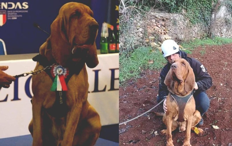 Câinele care a salvat nouă oameni de la moarte a fost ucis cu cruzime. Premierul Italiei a cerut o anchetă rapidă