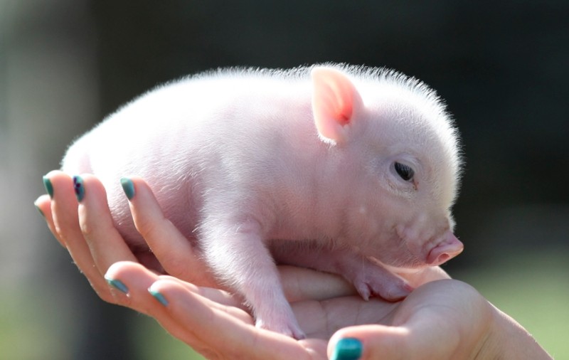 Ce îngeraş! Acest mini porcuşor e ultima fiţă! Vezi despre ce e vorba | FOTO