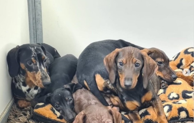 Două românce au vândut 300 de teckeli împreună cu un veterinar, în Franța, și pot primi 1.000.000 de euro amendă