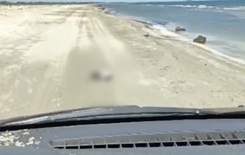 Un șofer a călcat un cormoran cu mașina pe plajă și apoi s-a filmat cum l-a chinuit: „Ce frână? Direct accelerație”