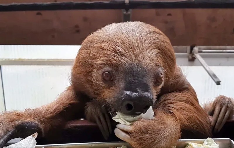 Jan e cel mai bătrân leneș din lume. Mamiferul grădinii zoologice din Krefeld a intrat în Cartea Recordurilor