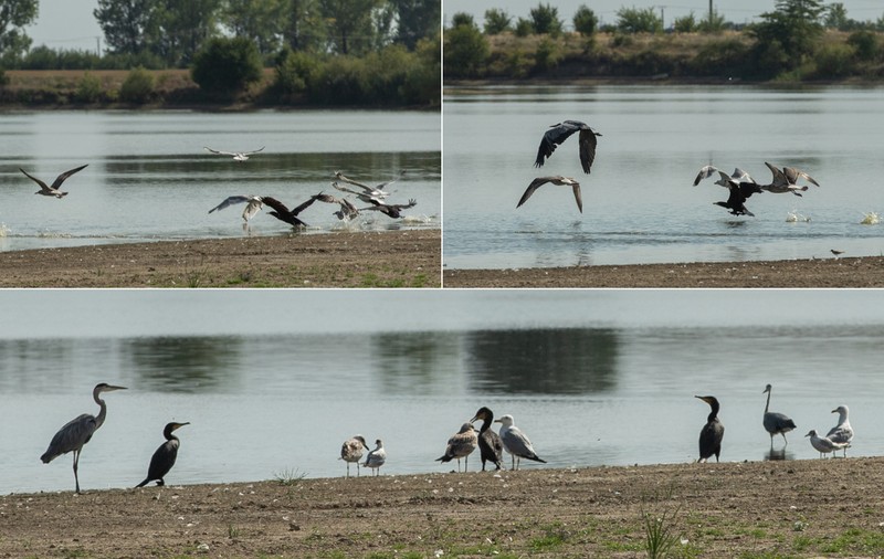 Recensământul cormoranilor. Am numărat prădătorii de pește de pe bălțile deținute de fiica ministrului agriculturii: „Au fost doi, dar au fugit”
