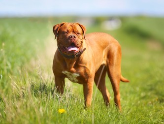 Rase de câini mari - Dog de Bordeaux
