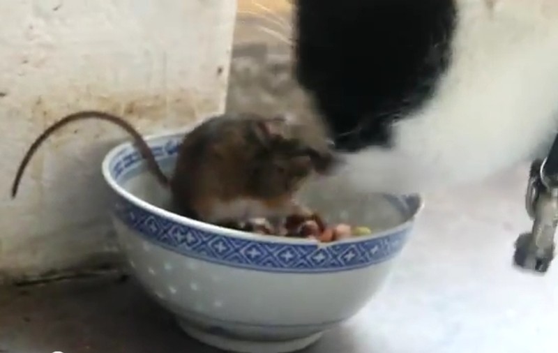 Ce animăluţe confuze! Uite cum reacţionează un ŞORICEL în faţa PISICII | VIDEO
