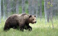 Un urs a fost văzut de două ori sâmbătă, 19 septembrie 2026, în orașul Pucioasa, județul Dâmbovița, situat la aproximativ 100 de kilometri de București. Sursă foto Shutterstock