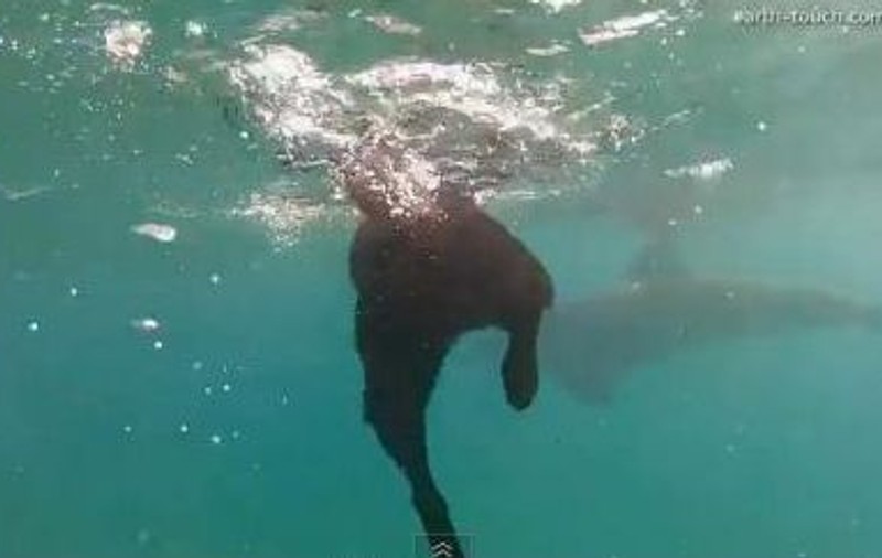 Ce prietenie frumoasă! Un labrador înoată alături de delfini! | VIDEO