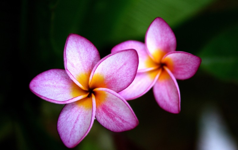 Plumeria - plantare și îngrijire. Cum să reziste mai mult în grădină sau pe balcon