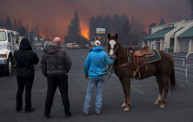 Sandra Bullock donează 100.000 de dolari pentru a ajuta la salvarea animalelor prinse în incendiile din California