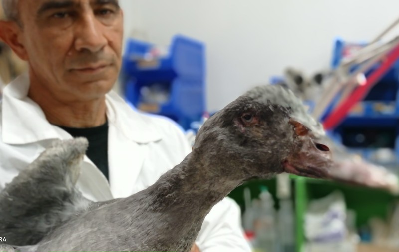 Efectul incendiilor de vegetație din Grecia: „Atenienii adună berze moarte de pe peluzele lor”