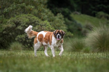 Rase de câini Saint Bernard 