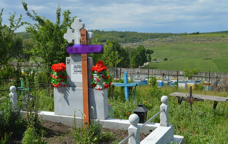 REPORTAJ: Săteni din Vaslui, terorizați de albinele unui preot care și-a pus stupii în cimitir: "Oamenii miros a parfum sau a transpirație și provoacă albinele"