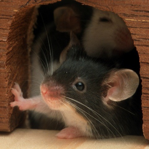 Arhiva foto