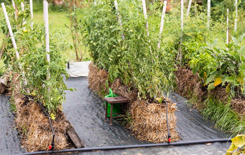 Cum să plantezi legume în baloţi de paie