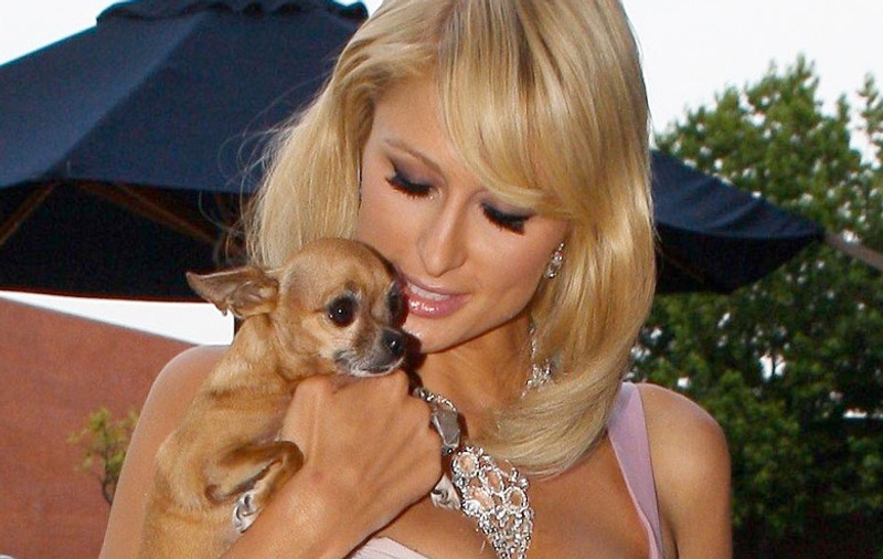 Paris Hilton: "De fapt sunt inteligentă, dar în public mă prefac"