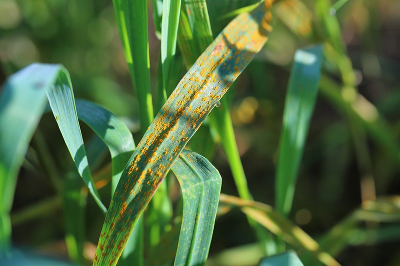 Puccinia graminis se numără printre agenți biologici destinați distrugerii culturilor agricole și afectării producției de hrană. Imagine ilustrativă. Sursa foto: Shutterstock
