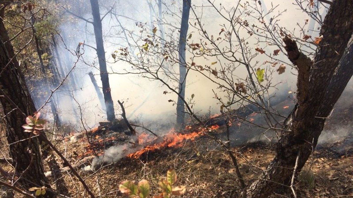 Incendiu Pădurea Măgura