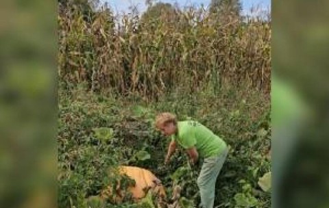 Fructul gigant cultivat în grădina unei familii din Maramureş. Ajunge la 200 kg şi continuă să crească