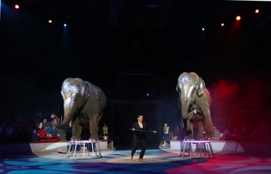 Dresura de animale ar putea fi interzisă la Circul Globus