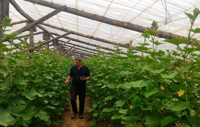 VIDEOREPORTAJ. Producătorii cu munca, samsarii cu profitul: “Nu-mi permit să visez la o vacanță”