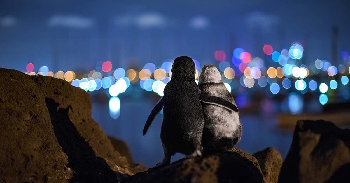 Pinguini
