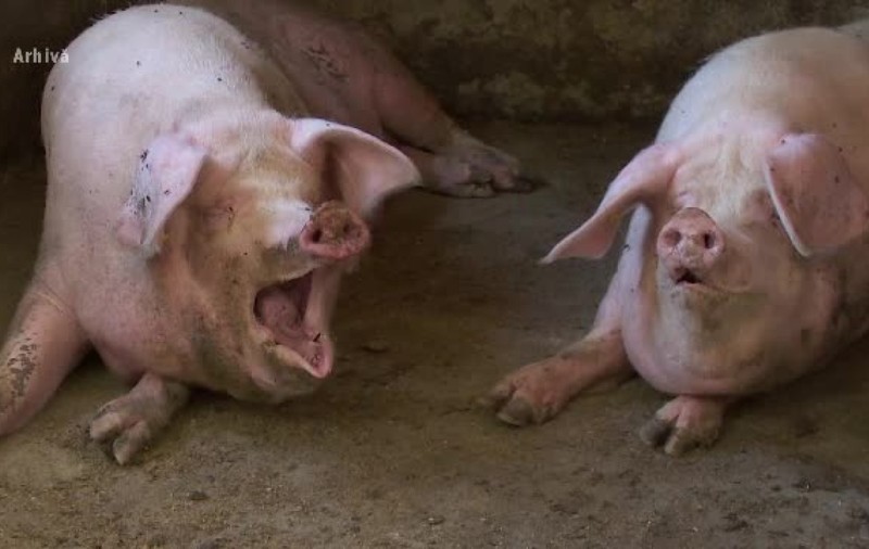 Suspiciune de pestă porcină la o fermă cu 23.000 de porci din Constanța. Buletinele de analize infirmă