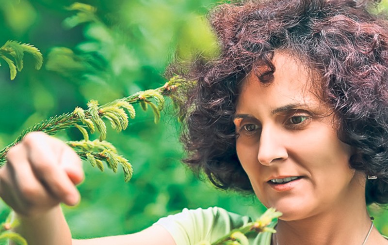 3 plante care te scapă de durere! Află cu ce remedii naturiste poţi înlocui medicamentele analgezice