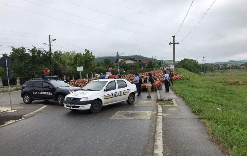 Sute de oi au blocat traficul în Curtea de Argeș. Protest al ciobanilor, nemulțumiți de concesionarea pășunilor