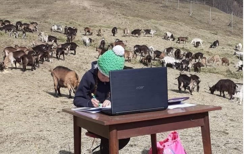 Școală online printre capre. O fetiță de 10 ani face lecții în munți, lângă turma tatălui ei