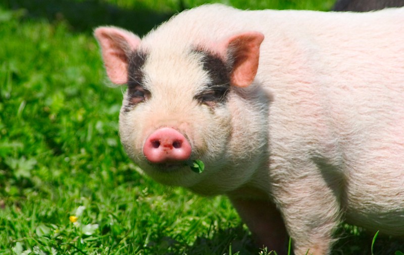 PORCUL CU TROMPĂ şi fără gură! CUM ARATĂ ciudata vietate | FOTO ÎN ARTICOL