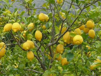 Arbore de lămâi