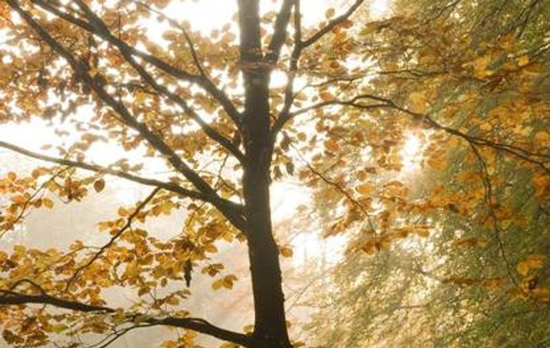 PROGNOZA METEO! Vezi cum va fi vremea în următoarele zile!