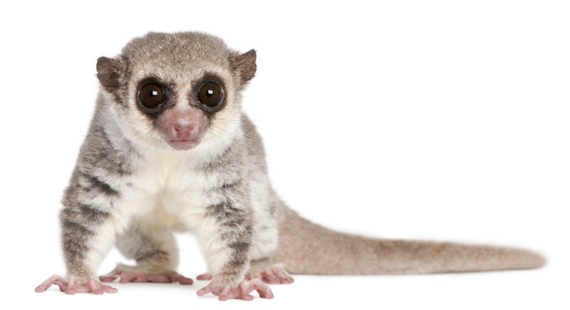Lemur cu coada groasă